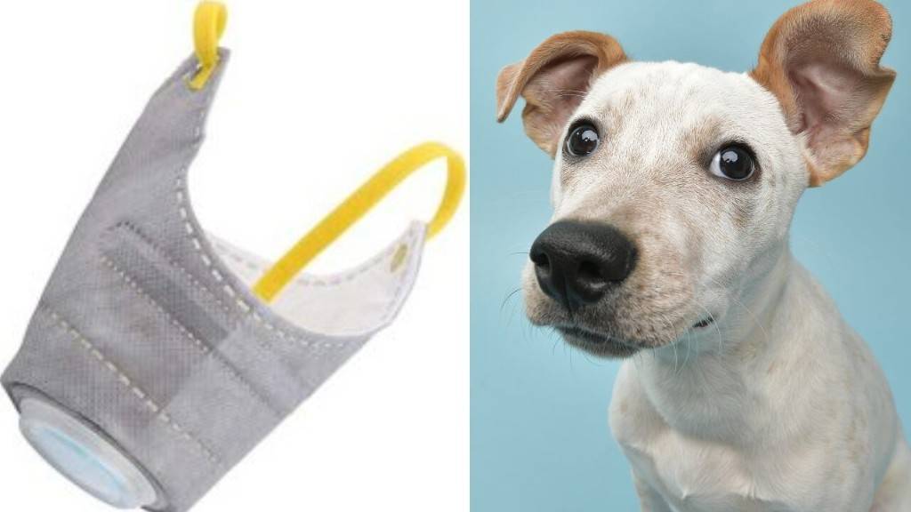Cegah Penularan Virus Corona, Anjing Peliharaan di Tiongkok Pakai Masker