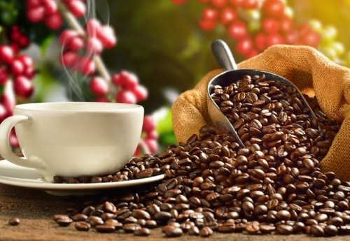 Kopi original Nusantara yang kaya rasa dan karakter mamou geser konsumsi kopi sachet. (Foto: Ist)