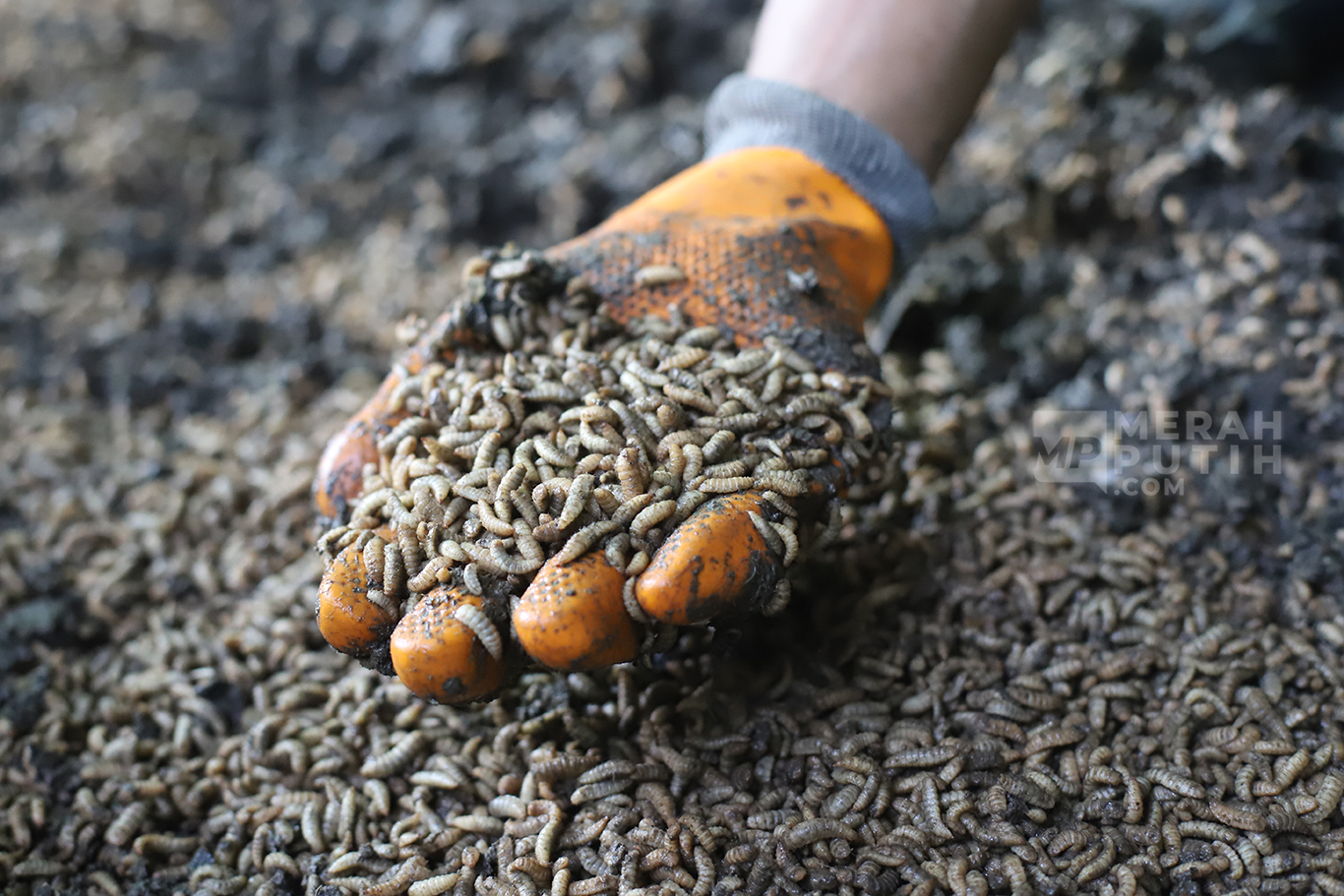 Mengintip Proses Budidaya Larva Maggot di Magalarva - MerahPutih