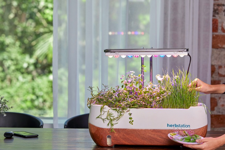 Cara Anti Ribet Menanam Microgreen di Rumah