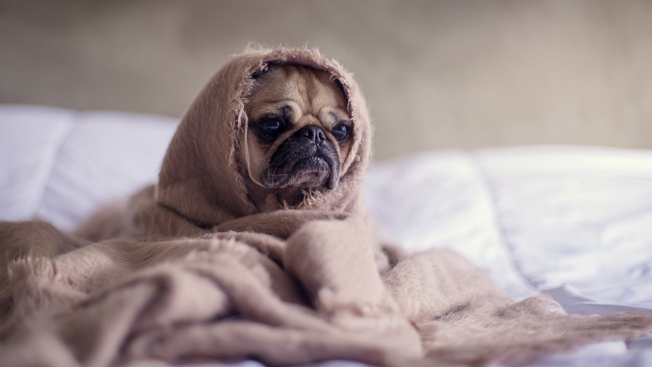 Kerap Dimanjakan, Anjing Bisa Alami Kecemasan