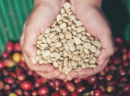 Pemanasan Global Pengaruhi Kualitas Biji Kopi