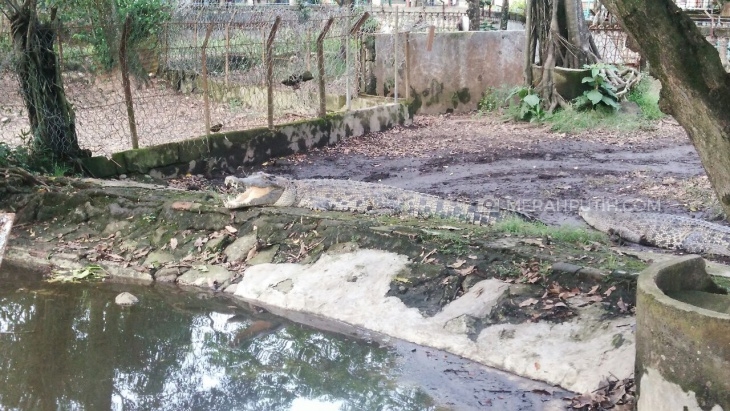Buaya di penangkaran (MP/Muchammad Yani)