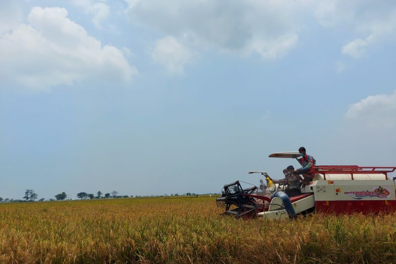 Mentan Ingatkan Petani Tanam Varietas Tahan Perubahan Iklim