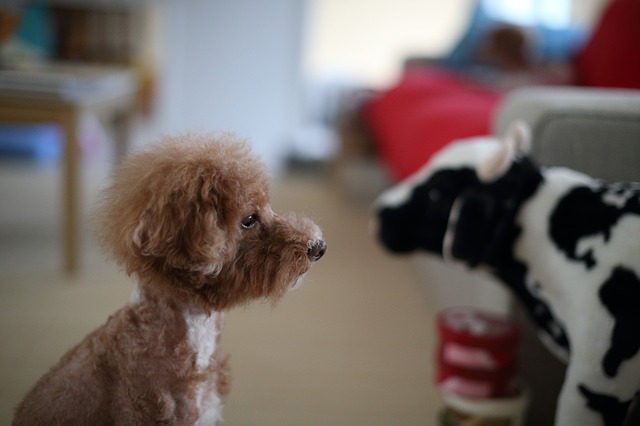  Ada bulu yang terus tumbuh dalam telinga Poodle yang harus dicabut (Foto: Pixabay/user698)