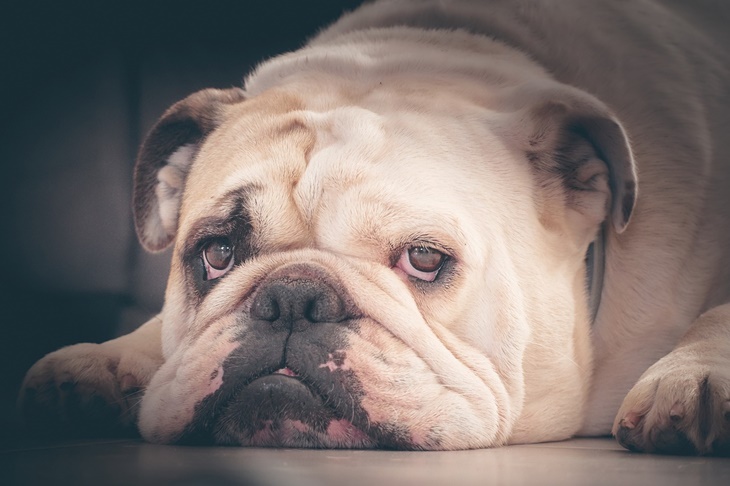 English-Bulldog. (Foto The English Bulldog)