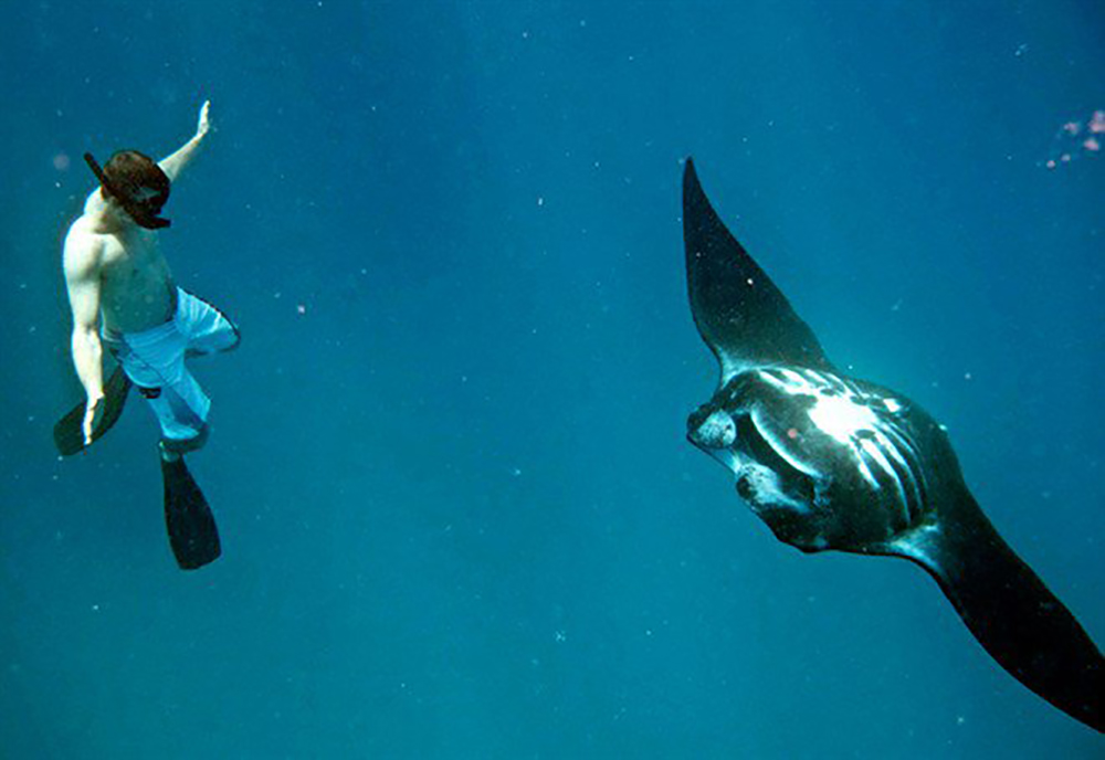 Bantu Lestarikan dan Jaga Populasi Reef Manta Ray dengan Adopsi