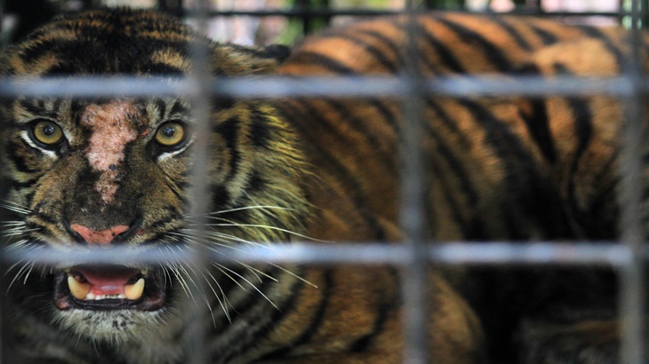 Harimau Sumatera yang masuk perangkap petugas 