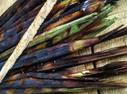 Sajian Khas Mentawai, dari Makanan Pokok hingga Kuliner Ekstrem