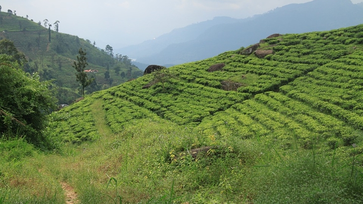 Seperti di Puncak Bogor, ini 5 Destinasi Terbaik Perkebunan Teh Sri Lanka