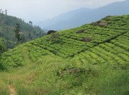 Seperti di Puncak Bogor, ini 5 Destinasi Terbaik Perkebunan Teh Sri Lanka