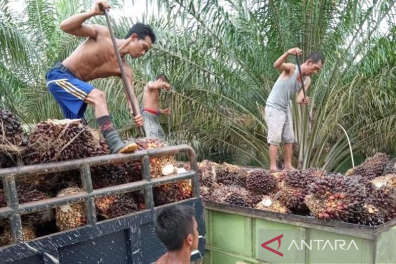 Insentif Biodiesel Capai Rp 110 Triliun