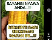 [HOAKS atau FAKTA]: Jagung Manis Bisa Sebabkan Kanker dan Jantung