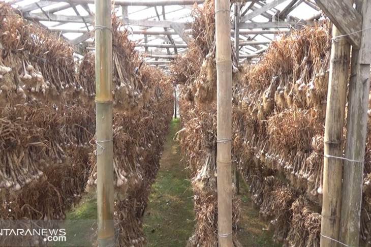 Pemerintah Dituntut Umumkan Bawang Putih tak Bisa Sebarkan Virus Corona