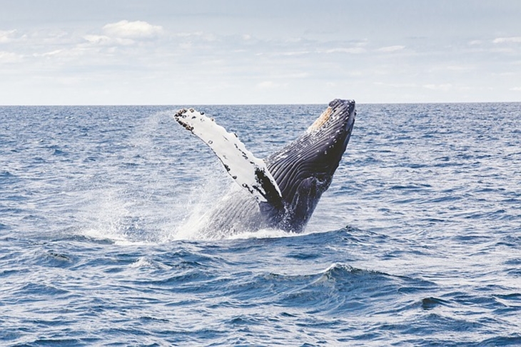Trivia 2 _ Melihat biota laut di Hauraki Gulf (Foto_ Pixabay_Free-Photos)