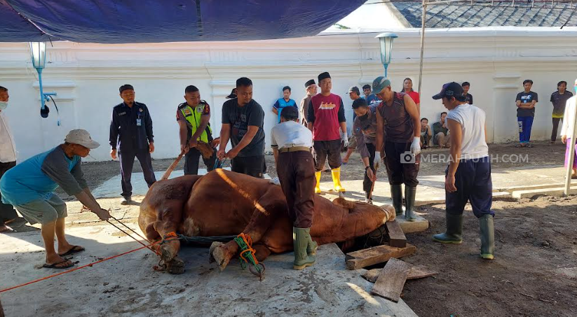 Jumlah Hewan Kurban di Kota Solo Turun 15 Persen, DidugaTerdampak Wabah PMK