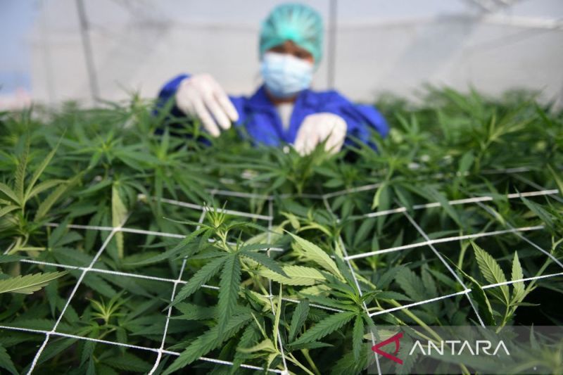 Wacana Ganja Medis Harus Disertai Kajian Komprehensif