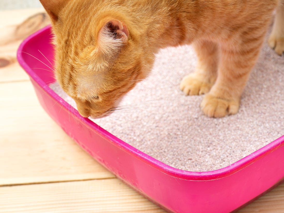 Sediakan pasir yang cukup untuk kotoran kucing (Foto: Insider)