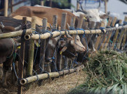 Lapak Penjualan Hewan Kurban Jelang Idul Adha 1445 H di Jakarta