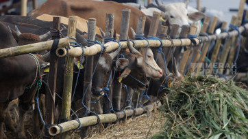 Lapak Penjualan Hewan Kurban Jelang Idul Adha 1445 H di Jakarta