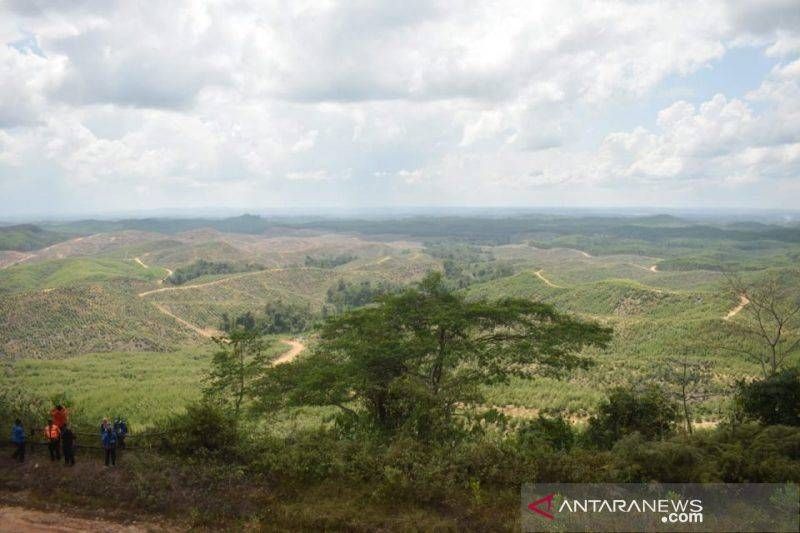Kawasan IKN. (Foto:Antara)