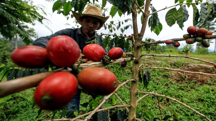 Kopi Gayo