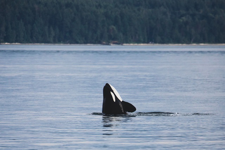 Orca