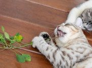 Tak Hanya Memabukkan, Catnip Punya Manfaat Lain untuk Kucing