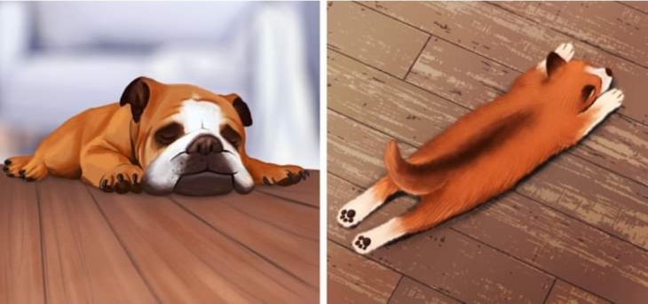 Mengetahui Karakter Anjing dari Gaya Tidurnya