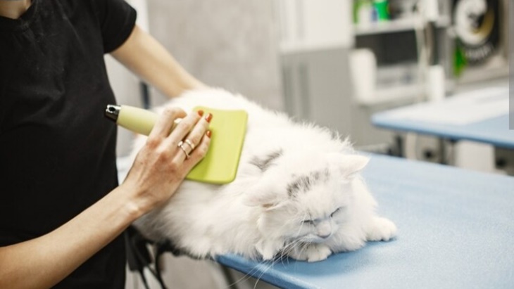 Baru Pelihara Kucing? Begini yang Sebaiknya Kamu Lakukan