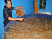 KKP Beri Pelatihan Budidaya Ikan Dengan Sistem Bioflok