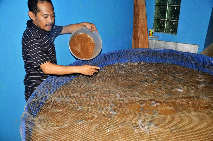 KKP Beri Pelatihan Budidaya Ikan Dengan Sistem Bioflok