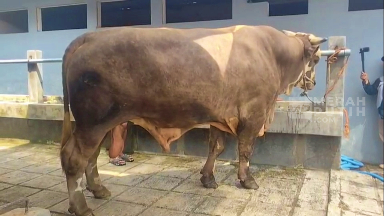 Kurban Idul Adha 2026, Prabowo Beli Sapi Jumbo Bobot 1 Ton 13 Kilogram Milik Peternak Sukoharjo