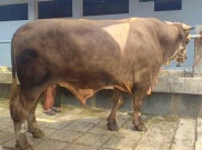 Kurban Idul Adha 2026, Prabowo Beli Sapi Jumbo Bobot 1 Ton 13 Kilogram Milik Peternak Sukoharjo