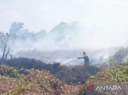 Pusat Rehabilitasi Orang Utan YIARI Terancam Karhutla di Kalbar, BNPB Lakukan Water Bombing