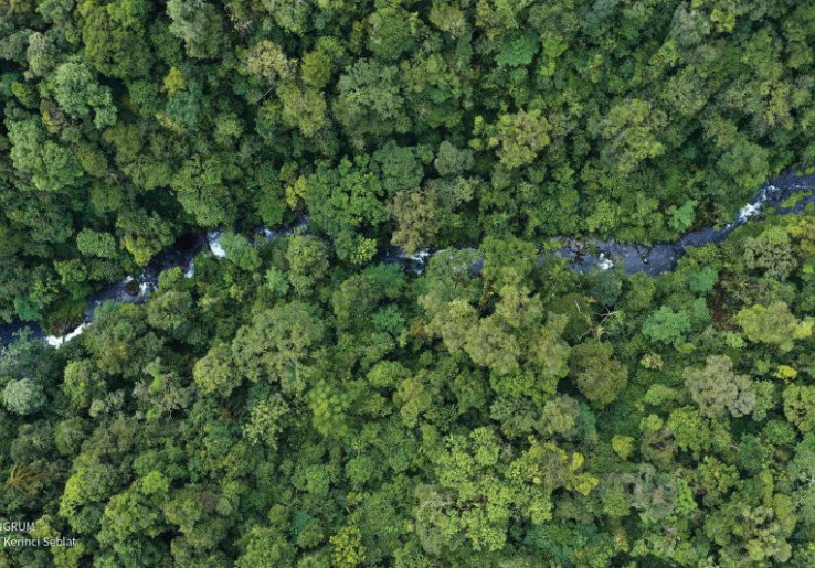Cuma 16,2 Juta dari 83,8 Juta Hektare Hutan Alam Indonesia Dilindungi Hukum