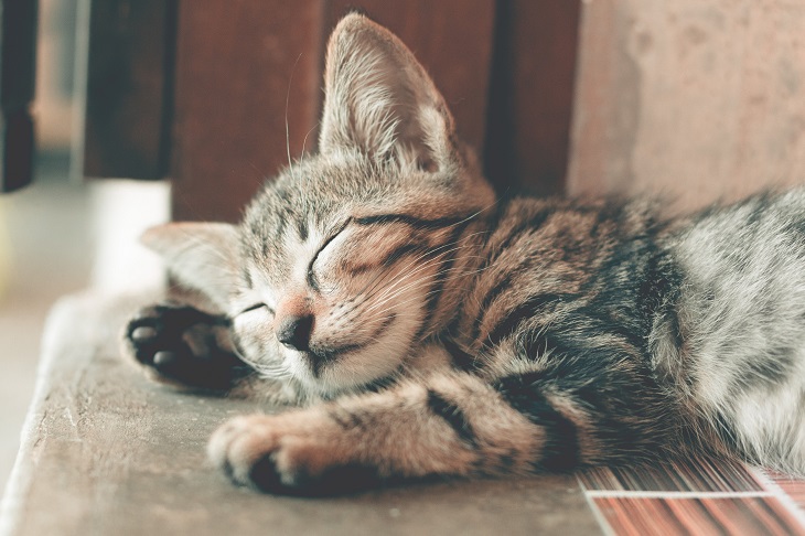 memandikan kucing