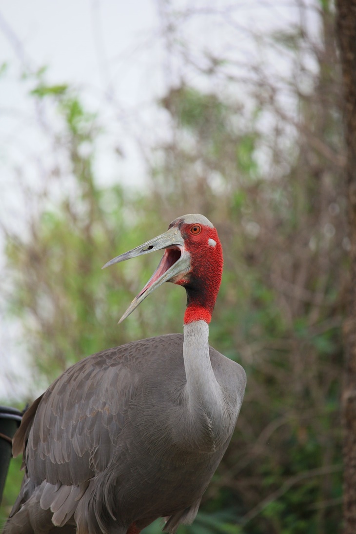 sarus