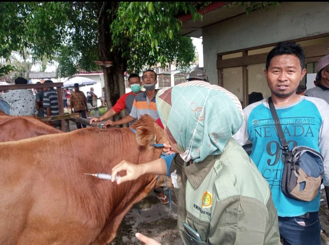 Muncul Kasus Penyakit Mulut dan Kuku, Peternak Sapi di Sukoharjo Mulai Resah