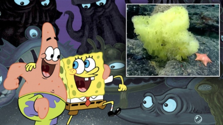 SpongeBob dan Patrick Asli Ditemukan di Samudra Atlantik