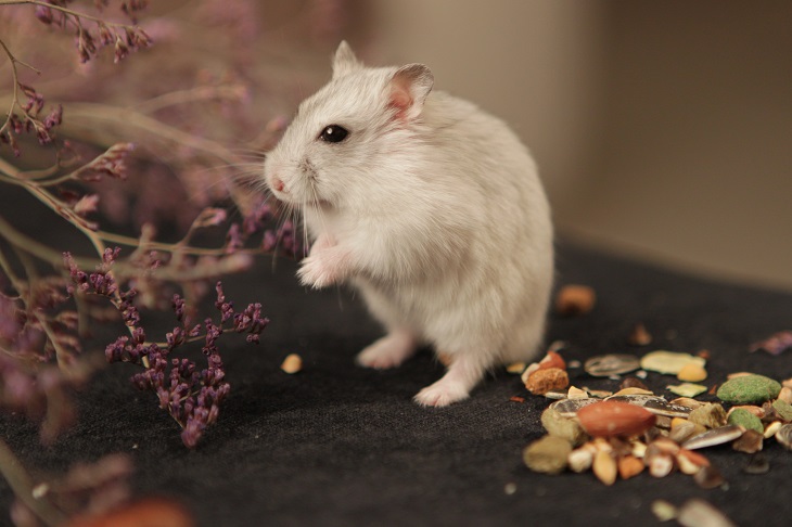 hamster jinak