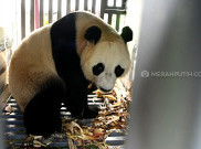 Kenalkan Cai Tao dan Hu Chun, Panda Raksasa Penghuni Baru Taman Safari  