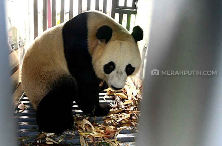Kenalkan Cai Tao dan Hu Chun, Panda Raksasa Penghuni Baru Taman Safari  