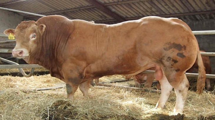 Ini Jenis-jenis Sapi Kualitas Super Berbadan Jumbo 