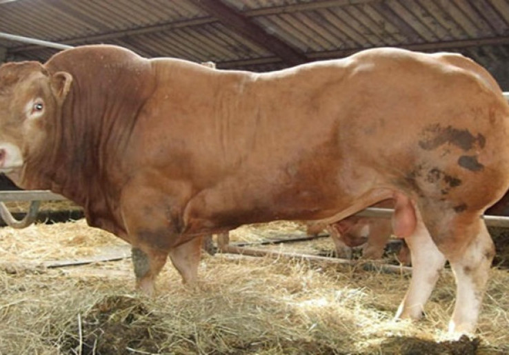 Ini Jenis-jenis Sapi Kualitas Super Berbadan Jumbo 