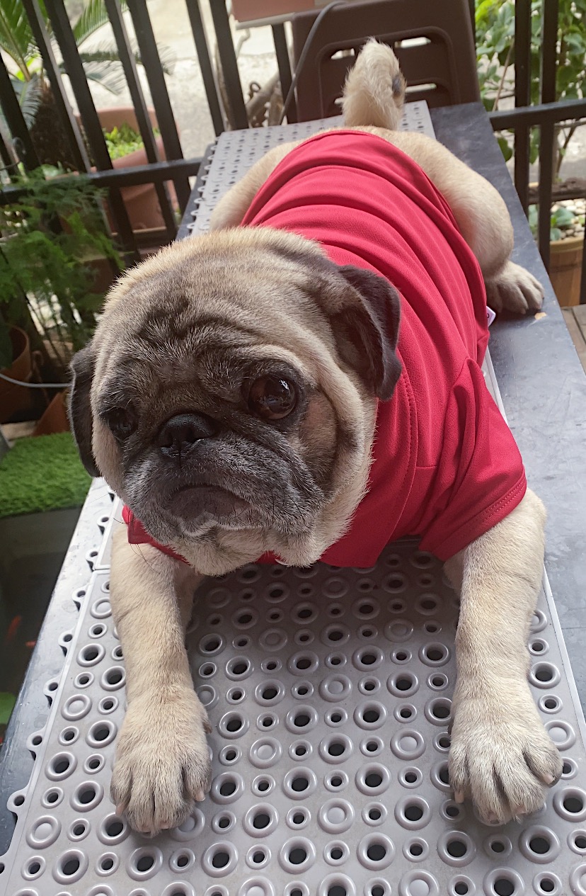 Puggy. (Foto MP/Shenna)