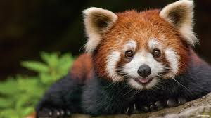 Kabar Gembira, Panda Merah Pertama Kali Lahir di Indonesia
