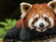 Kabar Gembira, Panda Merah Pertama Kali Lahir di Indonesia