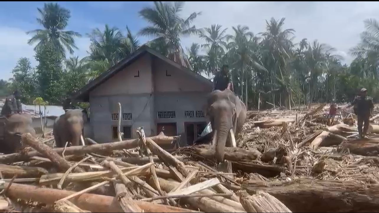 4 Gajah Bantu Pemulihan Bencana di Aceh, Bersihkan Sisa Kayu dan Material Berat  