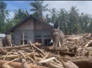 4 Gajah Bantu Pemulihan Bencana di Aceh, Bersihkan Sisa Kayu dan Material Berat  